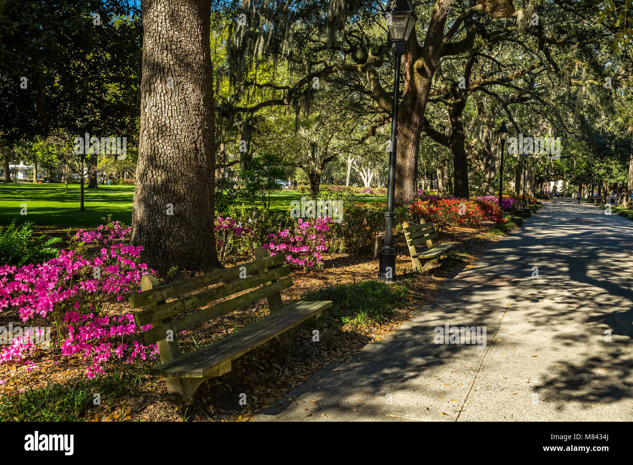 Historic Forsyth Park in Savannah awash in blooming azalea