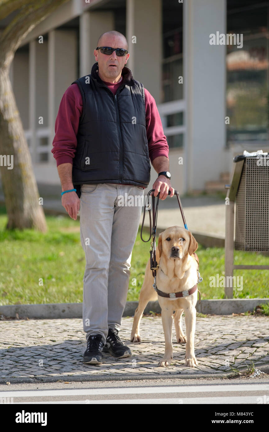 creative-cat70: illustration about a blind princess trying to cross the road  with her service dog