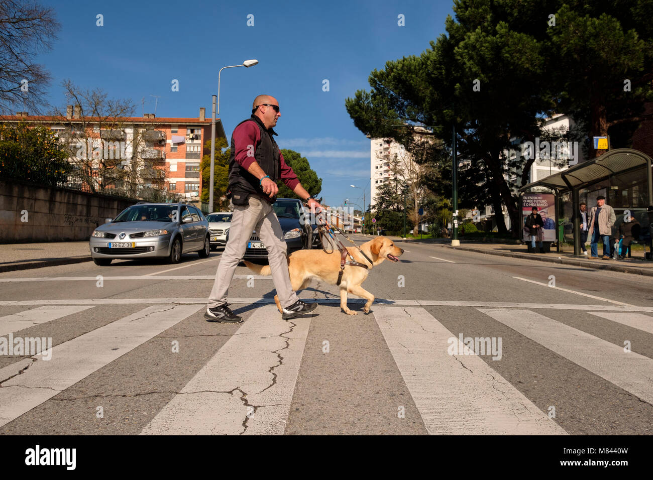 Blind person with guide dog crossing the road on the crosswalk Stock Photo