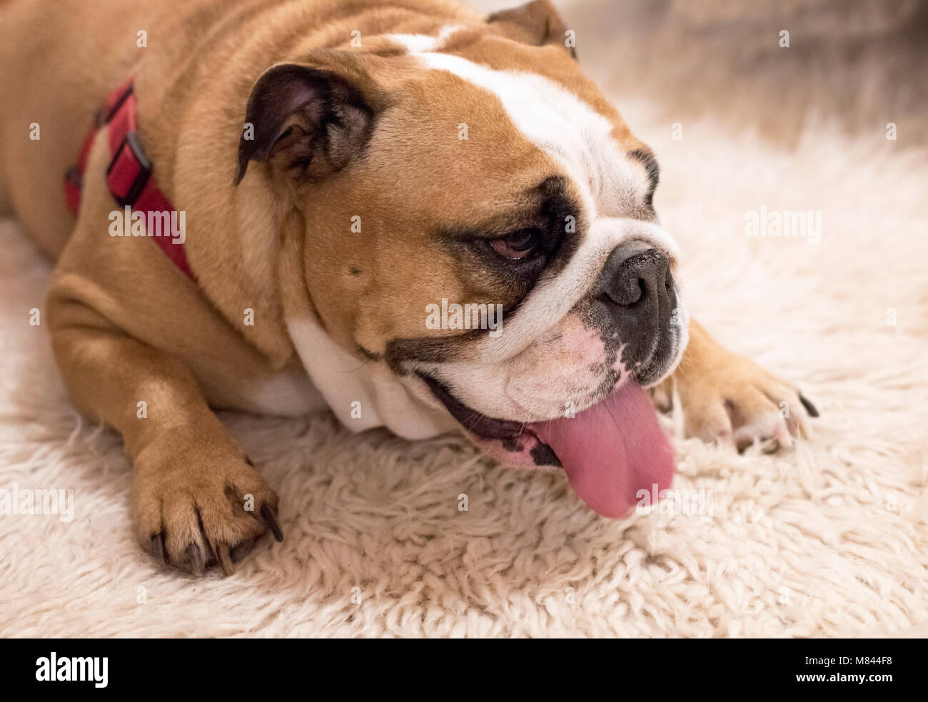 English bulldog lying on carpet Stock Photo - Alamy