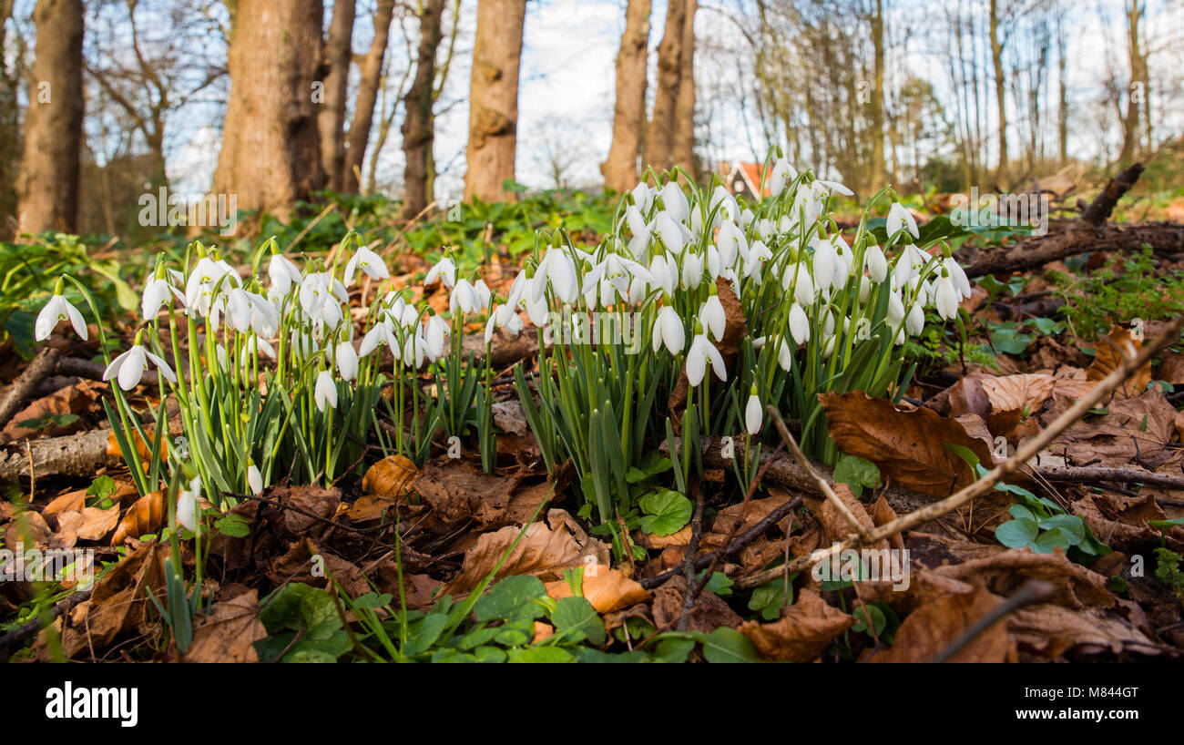 snowdrop or Galanthus nivalis flowers in spring Stock Photo