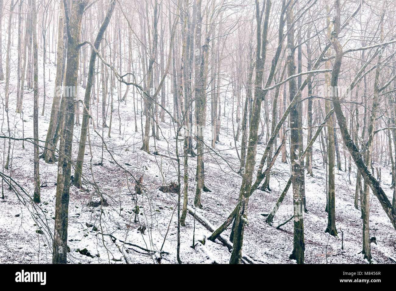 Winter background - foggy forest covered in snow Stock Photo - Alamy