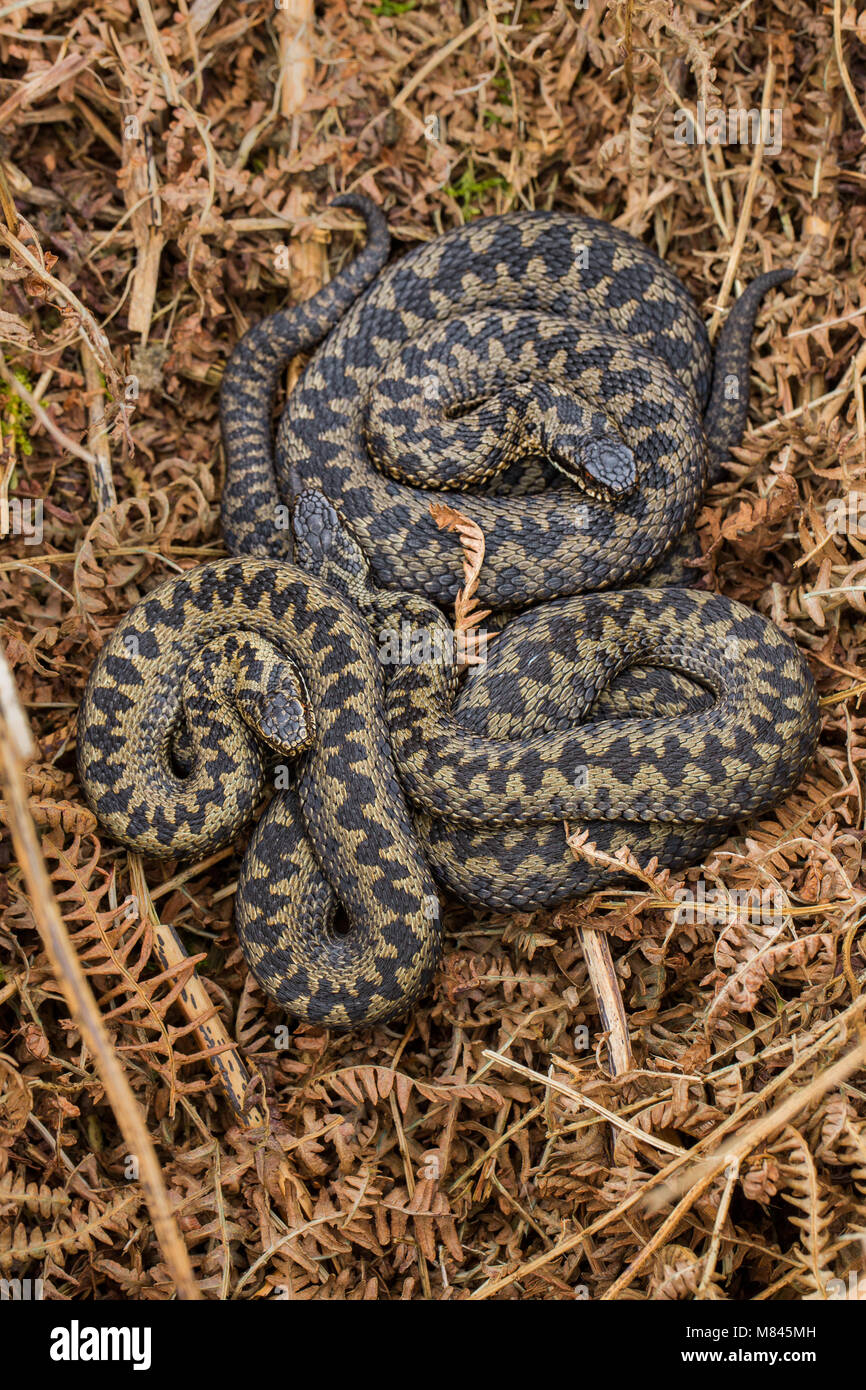 Adders coming out of hibernation Stock Photo - Alamy