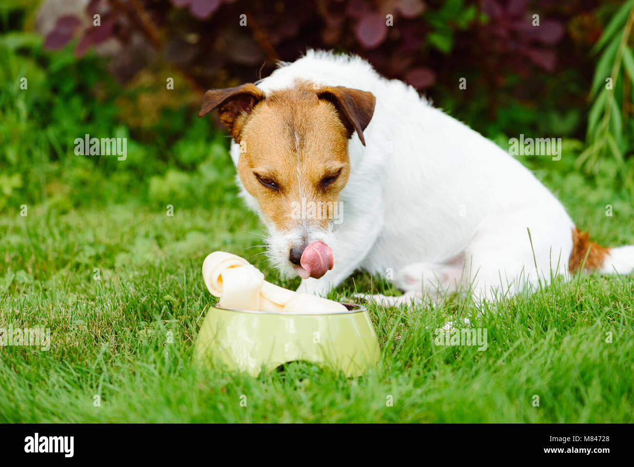 Dog looking at rawhide bone and licking its nose Stock Photo