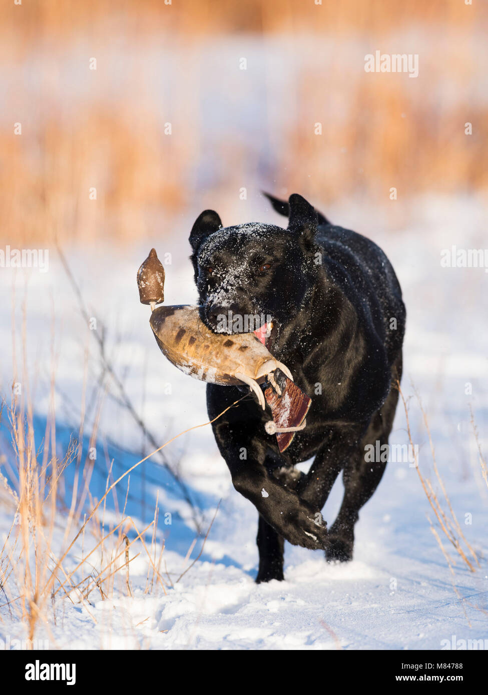 A Black Lab Retriever retrieving training bumpers on a cold winter snowy day Stock Photo