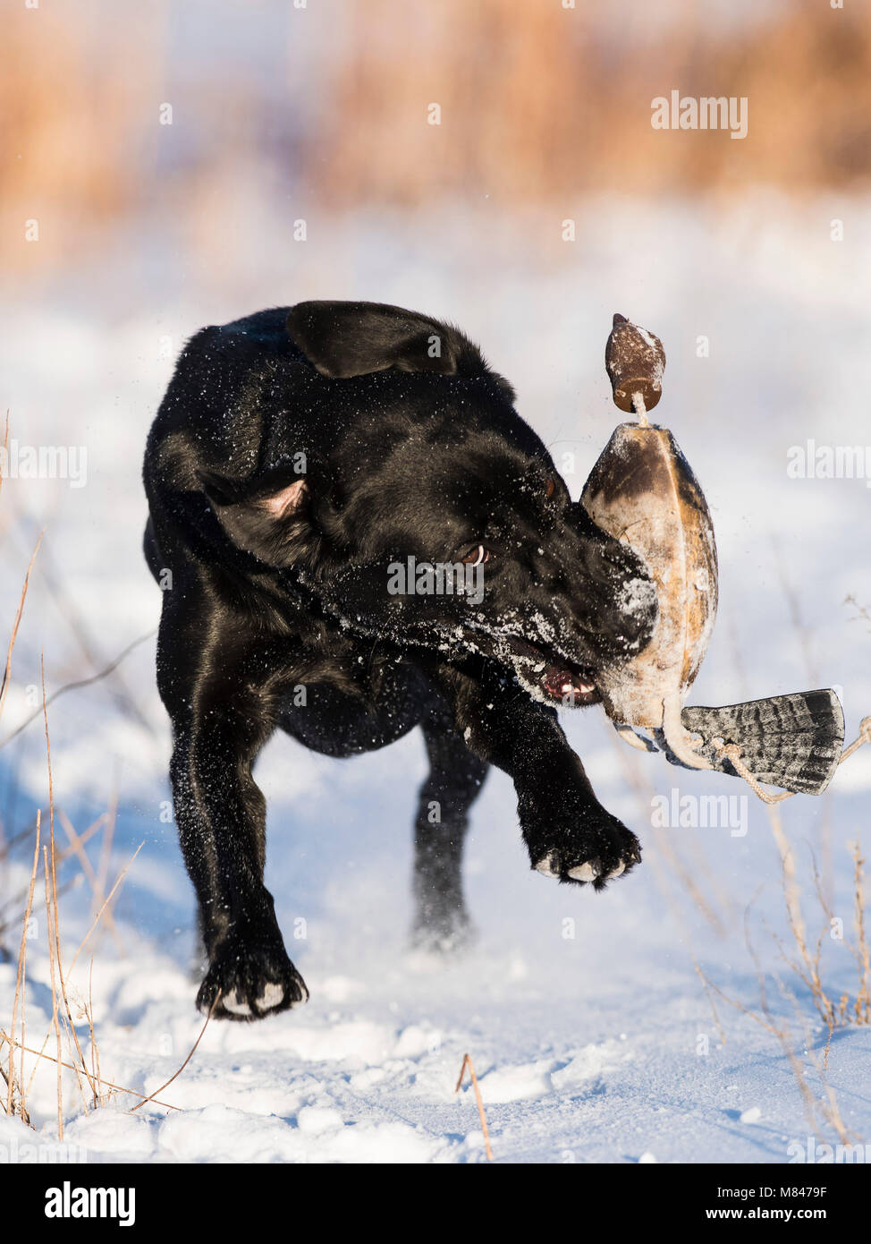 A Black Lab Retriever retrieving training bumpers on a cold winter snowy day Stock Photo