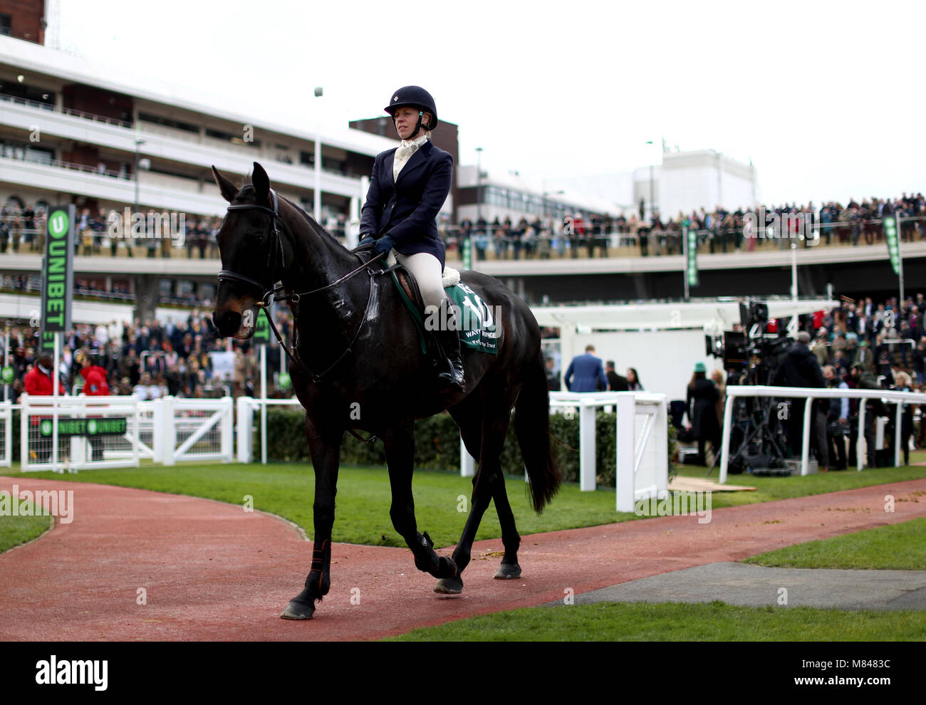 Retired racehorse Wayward Prince in the parade ring as part of the retraining of racehorses parade during Champion Day of the 2018 Cheltenham Festival at Cheltenham Racecourse. Stock Photo