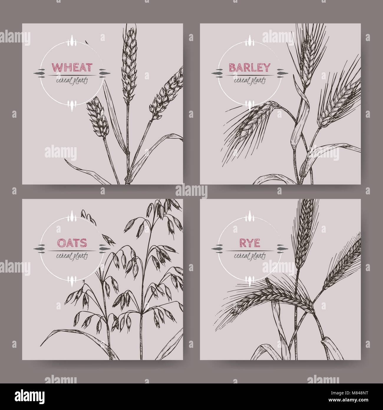 Set of four banenrs with bread wheat, rye, barley and oats sketch. Cereal plants collection. Stock Vector