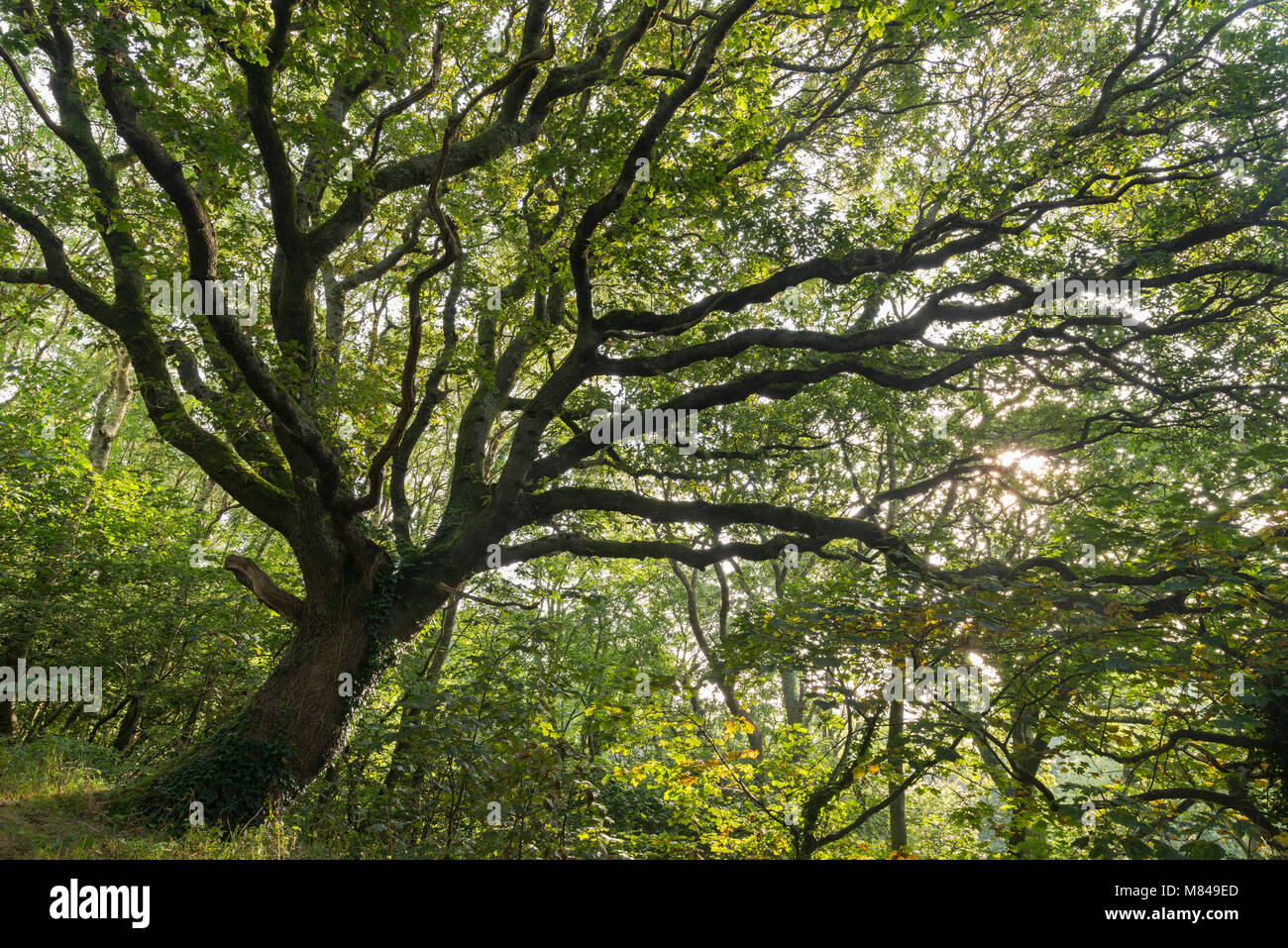 Oak tree with spreading branches in summertime, Cornwall, England. Summer (August) 2017. Stock Photo