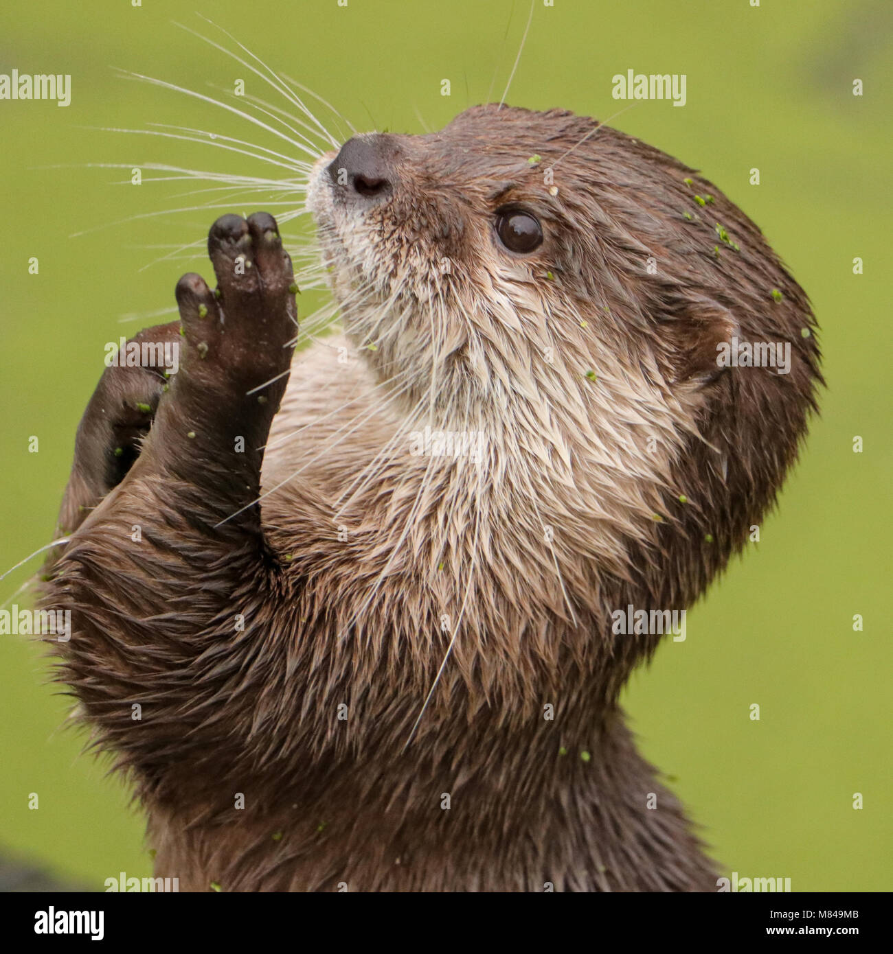 Praying otter (Lutra lutra) Stock Photo