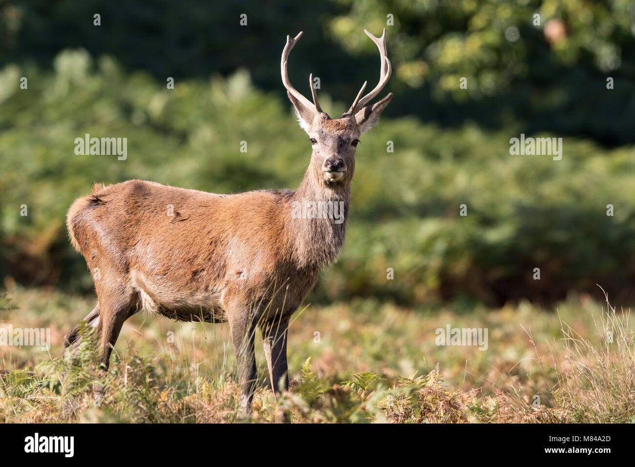 Wild UK red deer stag with antlers (Cervus elaphus) isolated outdoors standing in autumn sunshine staring. British deer in rutting season. Stock Photo