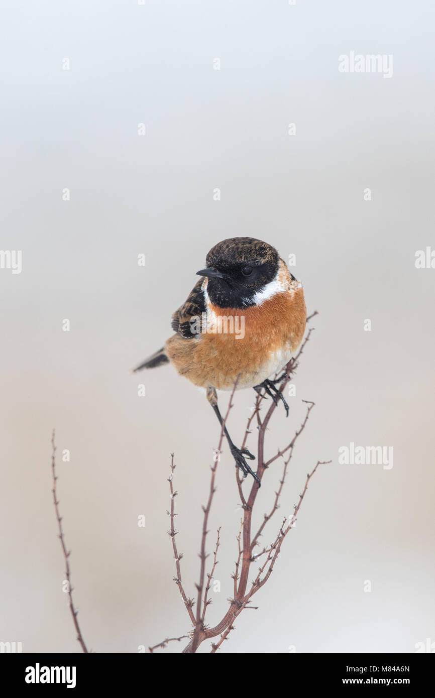 Stonechat in wintery conditions with snow Stock Photo - Alamy