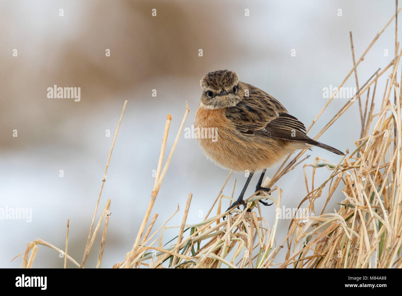 Stonechat in wintery conditions with snow Stock Photo - Alamy