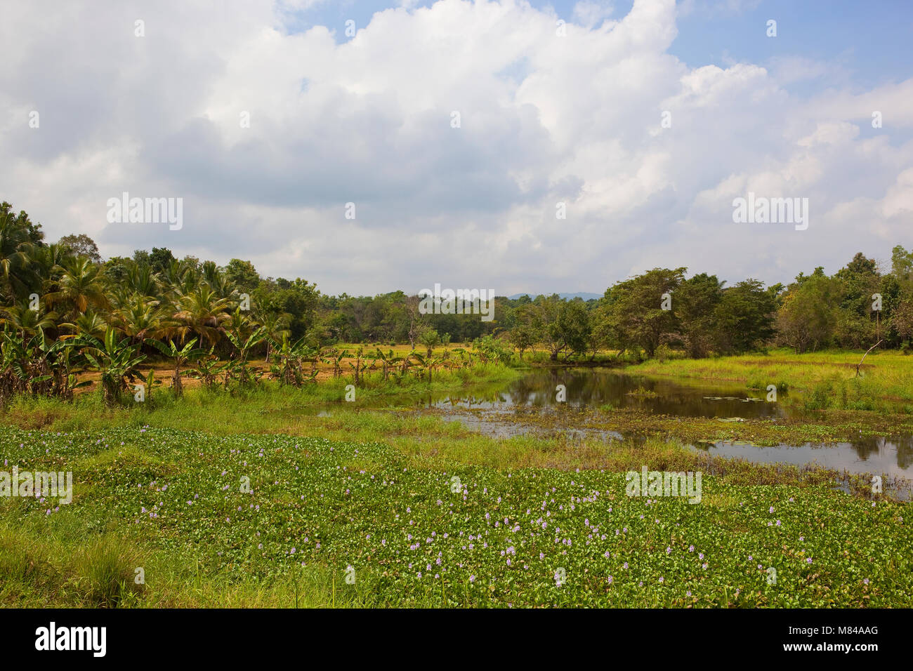 exotic forest near rice paddies and lake with lotus and water hyacinth in the sri lankan national park of wasgamuwa Stock Photo
