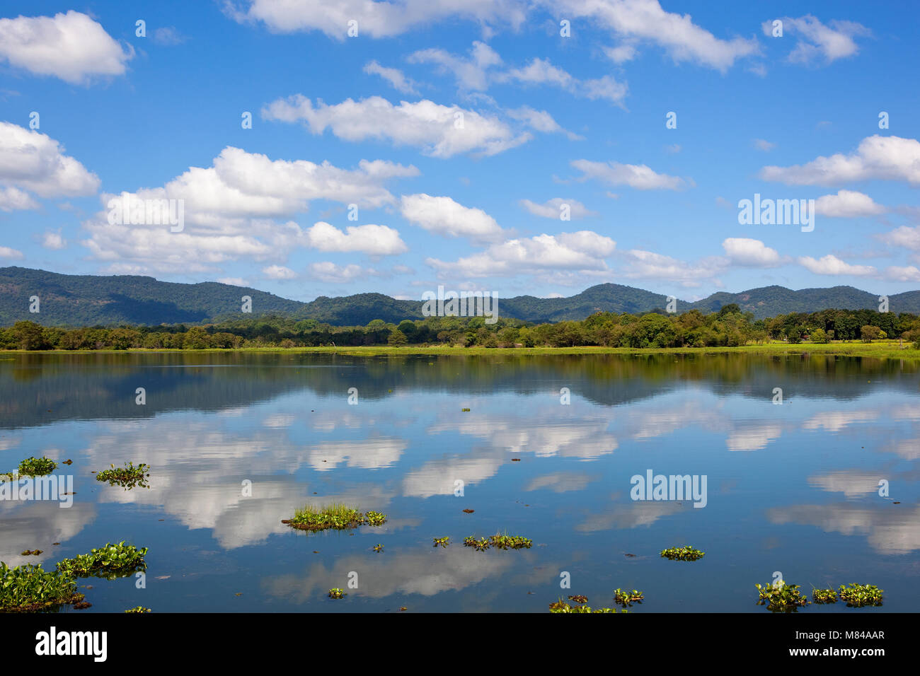 mirror lake with lotus and water hyacinth fringed by woodland and mountains in wasgamuwa national park in sri lanka Stock Photo