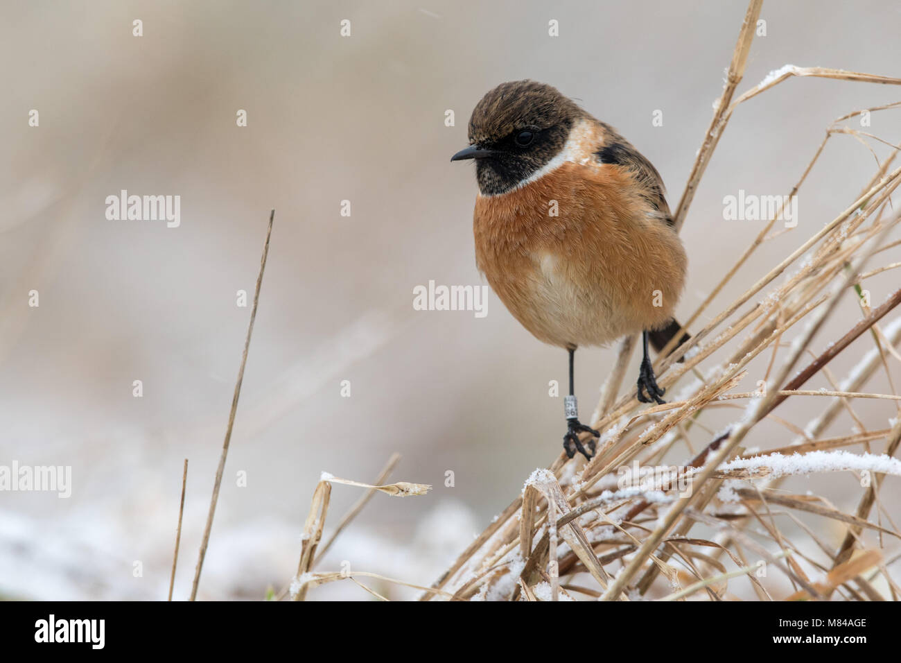 Stonechat in wintery conditions with snow Stock Photo - Alamy