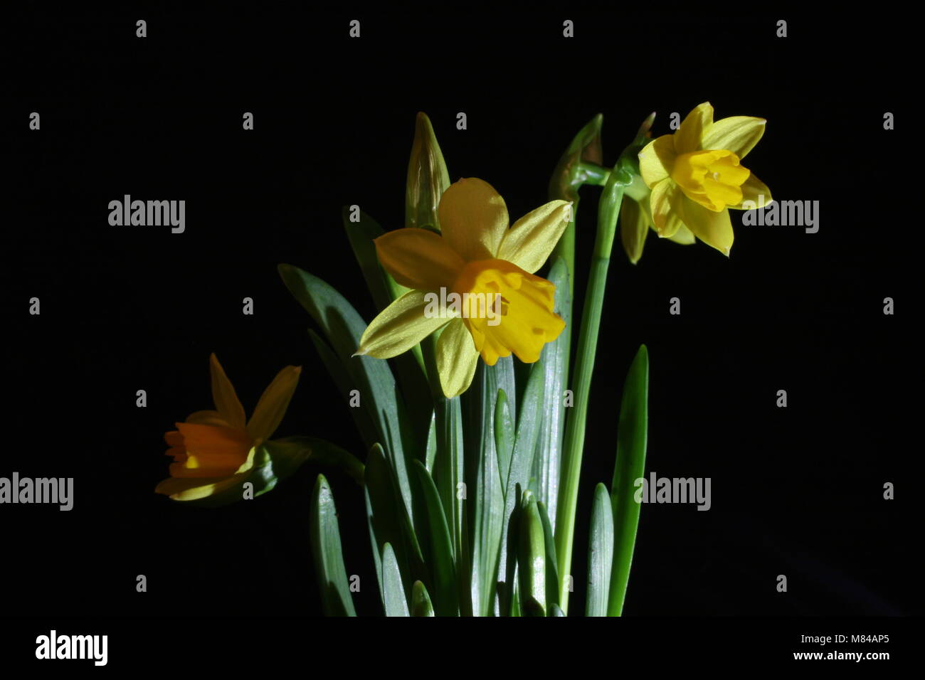 Daffodil trumpet macro stigma hires stock photography and images Alamy