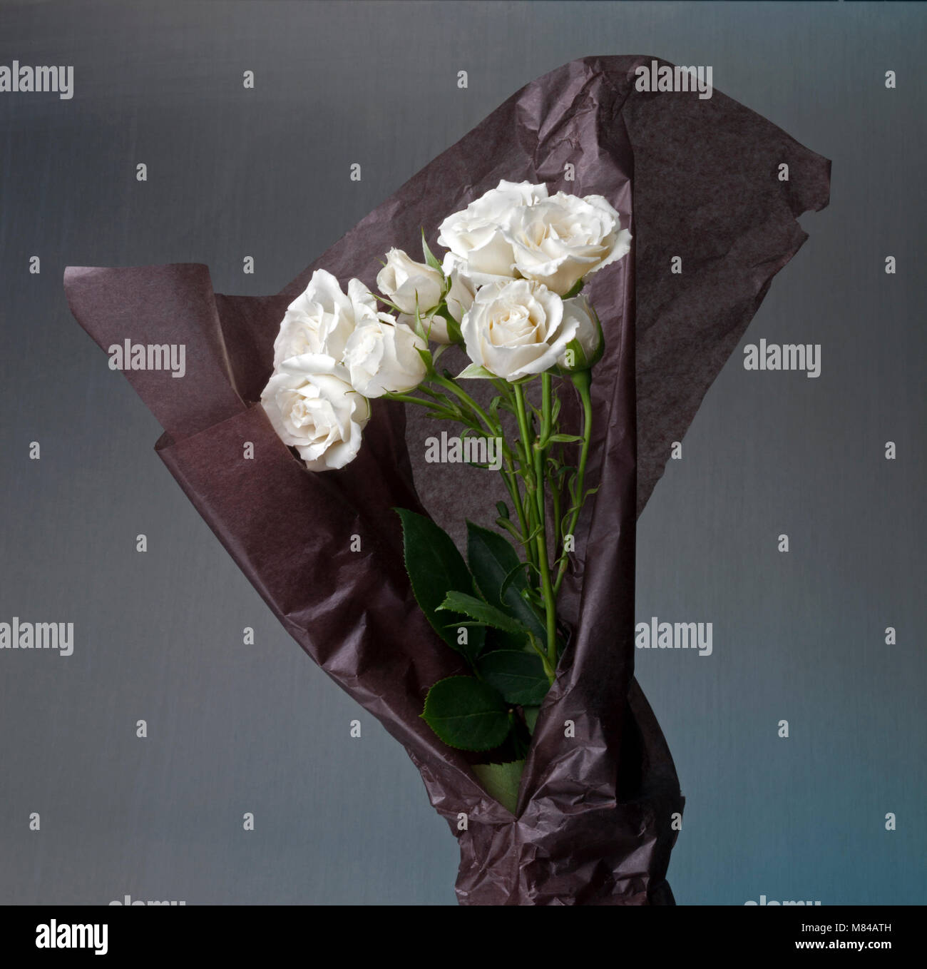 Tea roses wrapped in paper On a plain gray background Stock Photo
