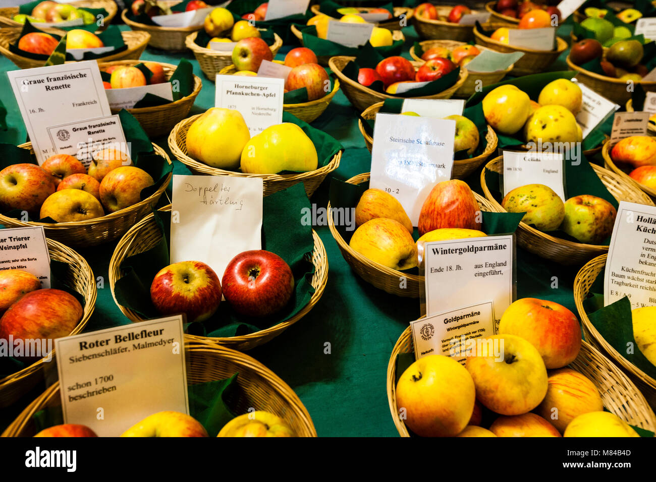 Old German Apple Cultivars in Baskets at Exhibition: Malmedyer Gold parmane, Horneburger, Pancake apple, Winter gold parmane, Hornchury Stock Photo