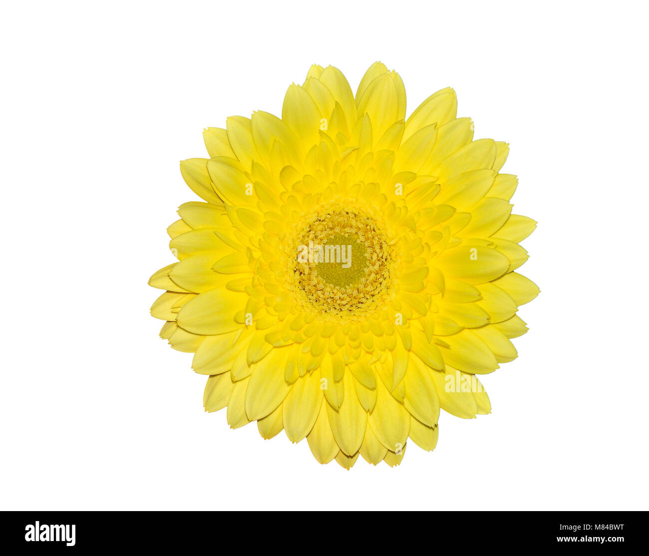 Yellow head of gerbera flower or transvaal daisy close up, isolated on a white background Stock Photo