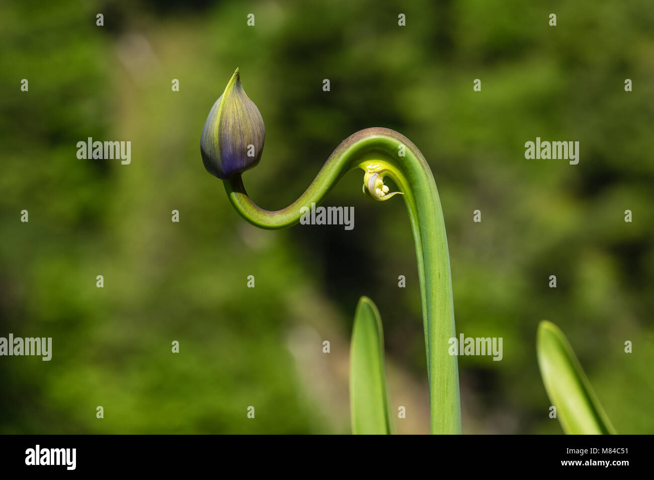 Unusually grown Agapanthus, blurred background Stock Photo