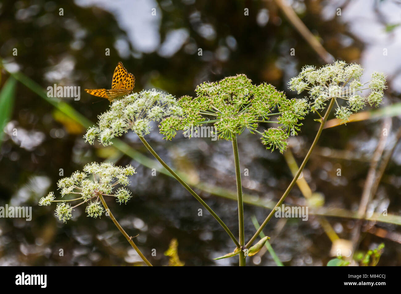 Yellow spotted butterfly insect sitting on dill plant Stock Photo