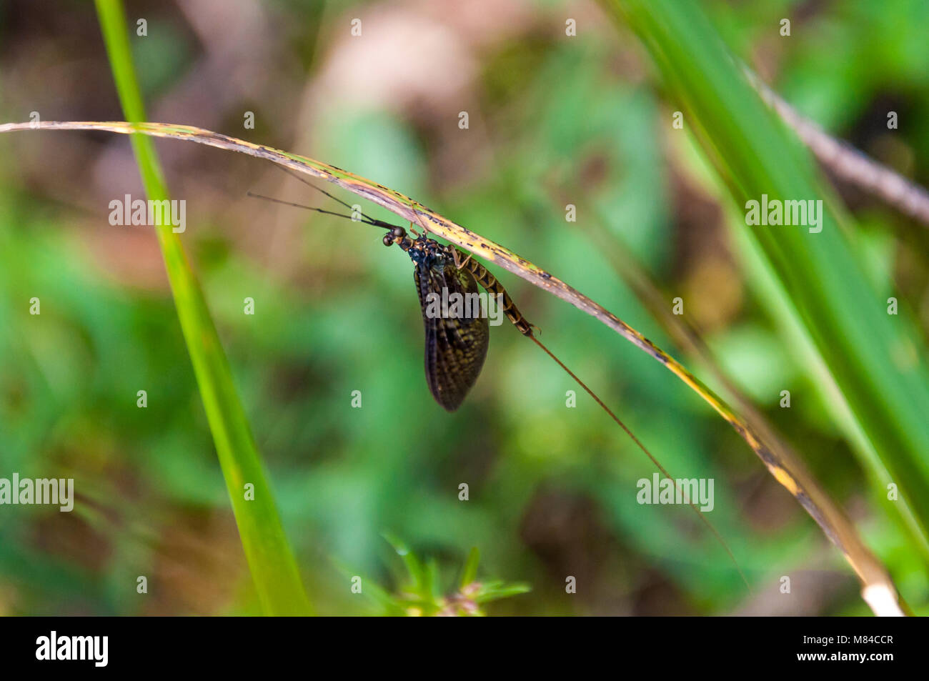 Small drake insect sitting upside down on green leaf Stock Photo - Alamy