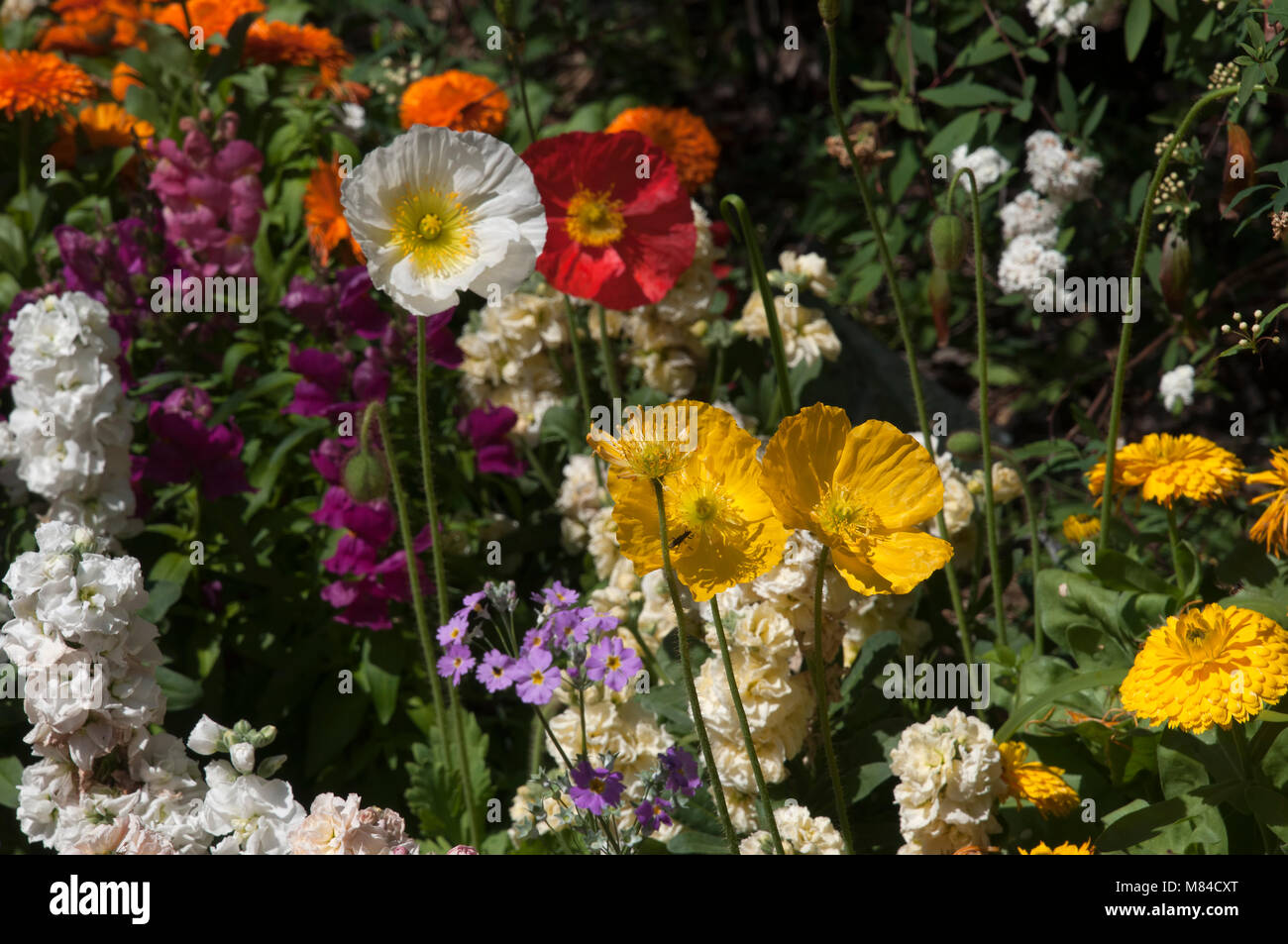 Sydney Australia, garden of spring flowers Stock Photo