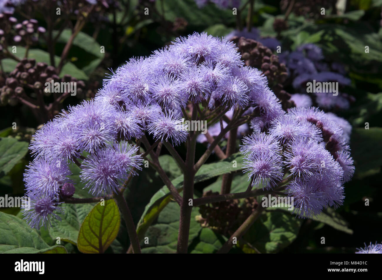 Sydney Australia, Flower cluster of a Mexican blue mist plant Stock Photo