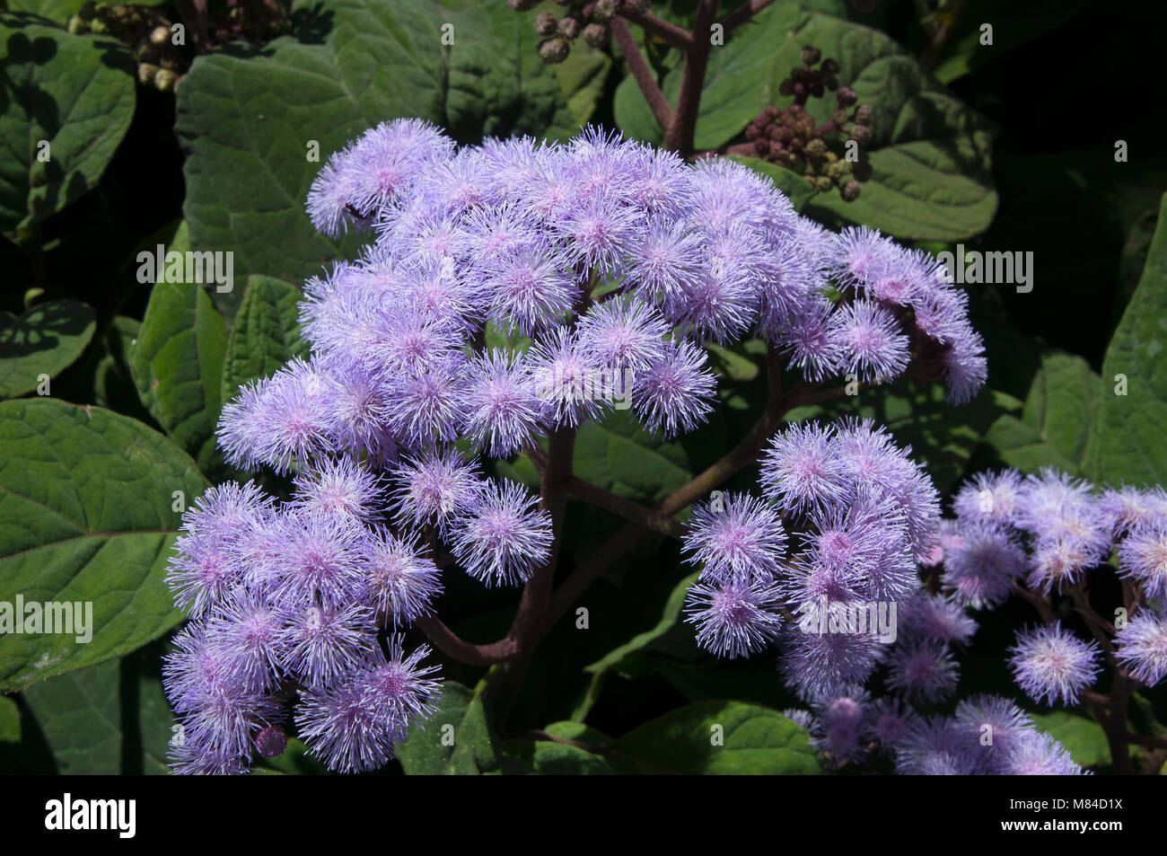 Sydney Australia, mexican blue mist flower cluster Stock Photo