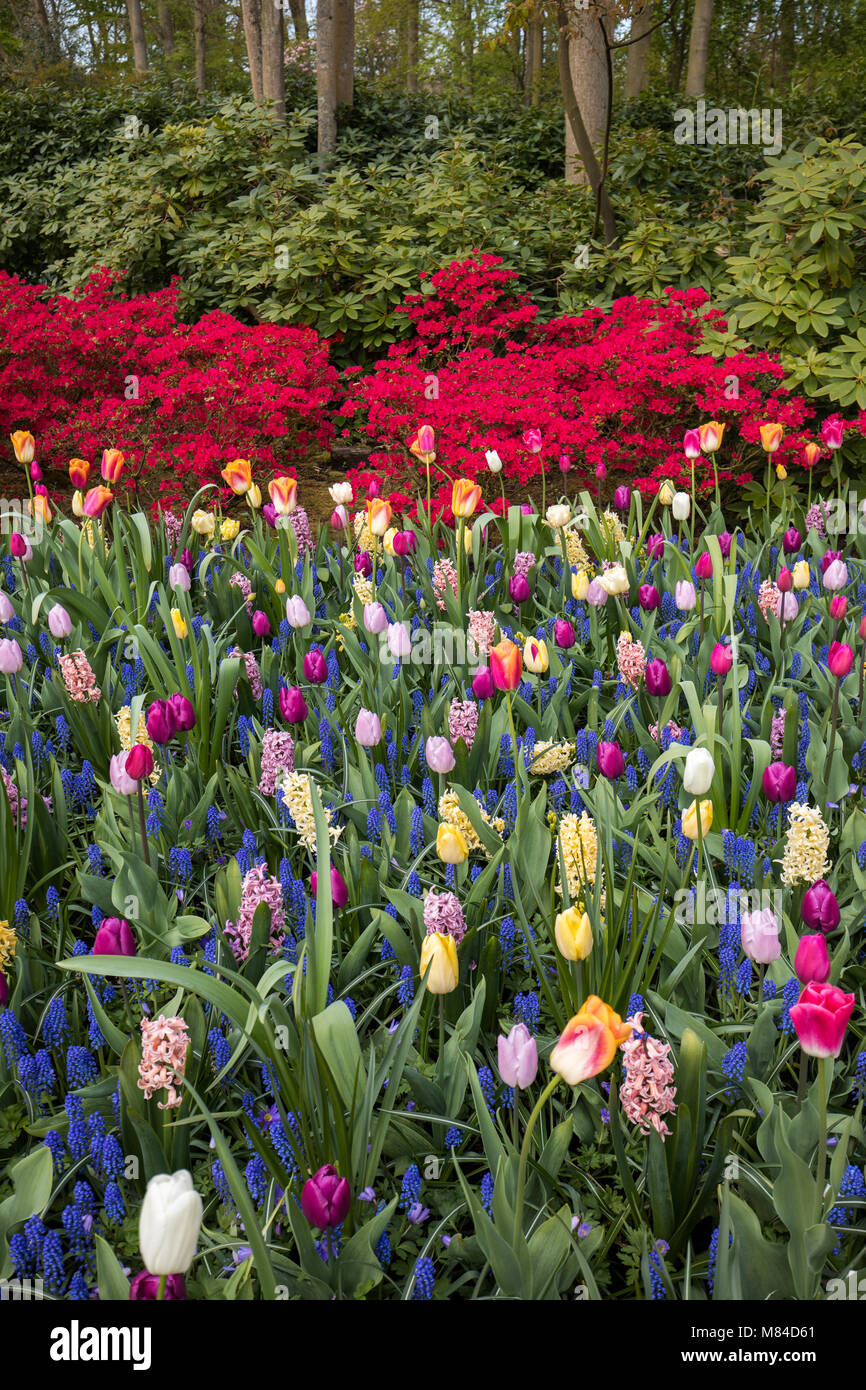 colorful tulips and hyacinths blooming in a garden Stock Photo - Alamy