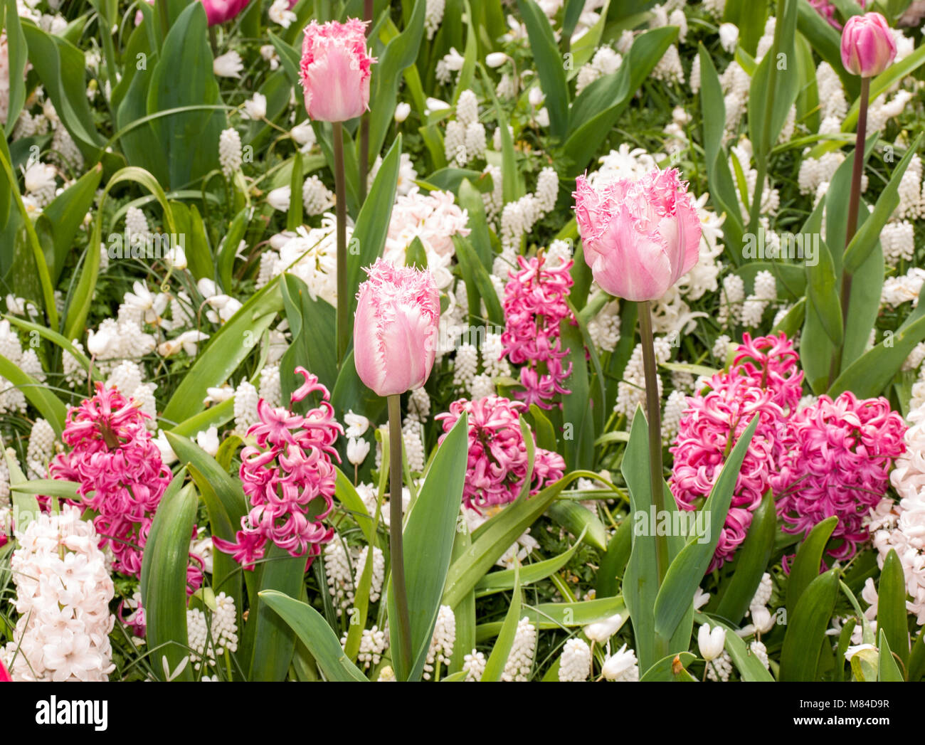 colorful tulips and hyacinths blooming in a garden Stock Photo - Alamy