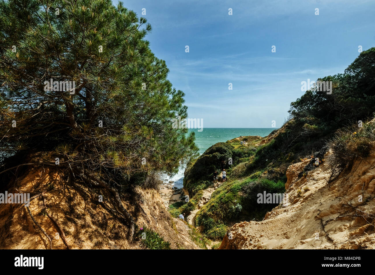 View of Landscape with Cliff and Dunes at the Beach near Albufeira Portugal in Summer with local vegetation flowers and plants Stock Photo
