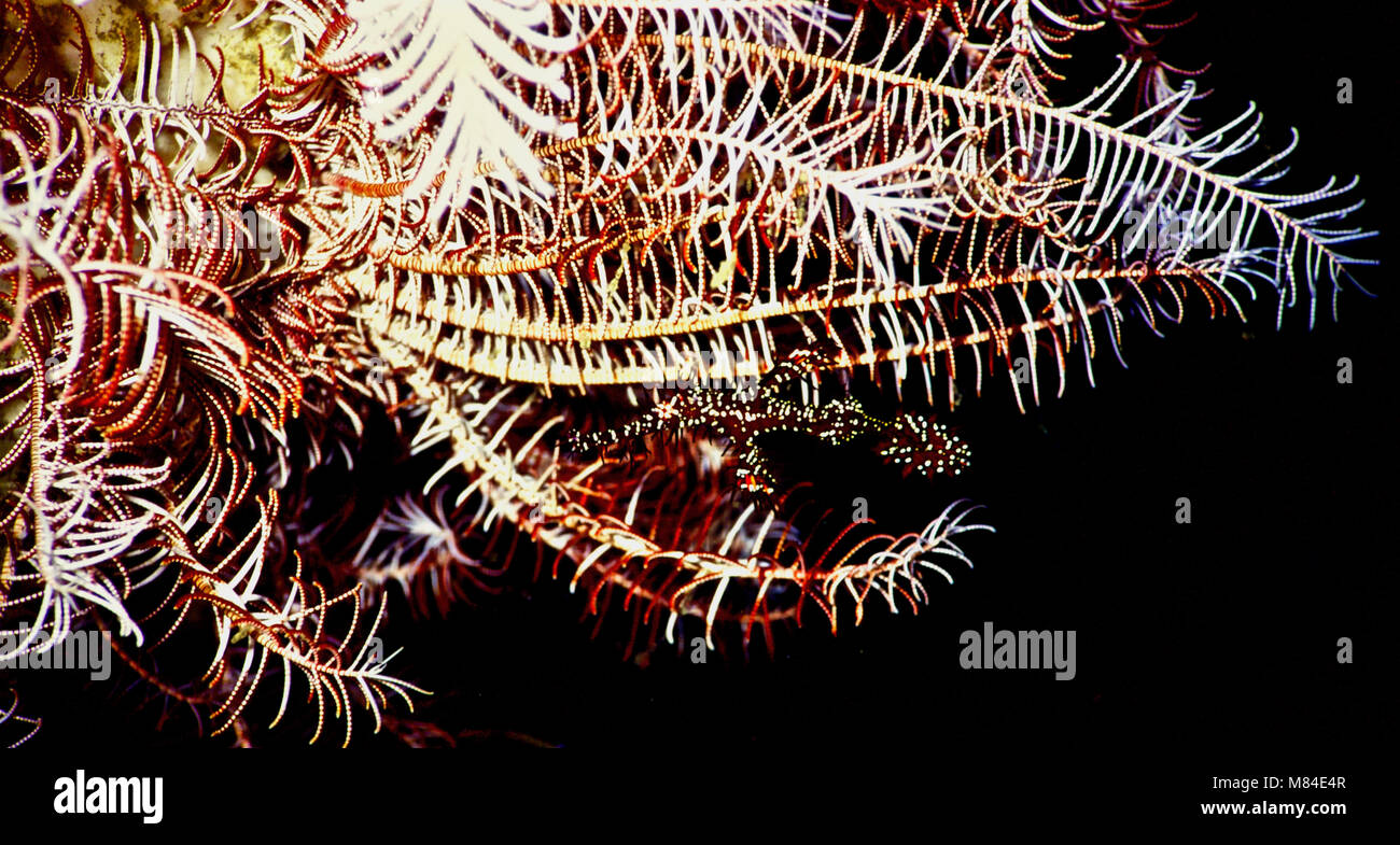 Ornate ghost pipefish (Solenostomus paradoxus: this one 8 cms.) are found in the Western Pacific and Indian Oceans, including the Red Sea and the Persian Gulf. Their small size and highly effective camouflage, through body shape and colouring, makes them difficult to see. Their overall colour is often very dark red with white spots, as in this case. They normally live amongst featherstars or corals, where they prey on tiny shrimps and mysids. This fish blended in well with the hues and textures of its chosen home in the arms of a sawtooth featherstar (Oligometra serripinna). Egyptian Red Sea. Stock Photo