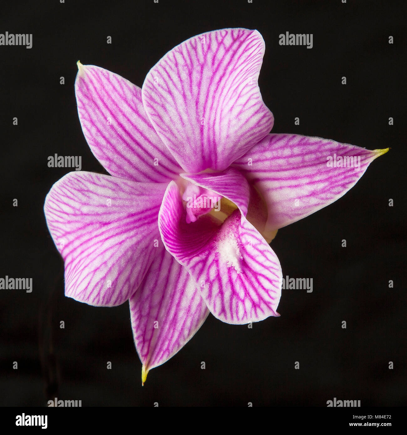 Straight veins hi-res stock photography and images - Alamy