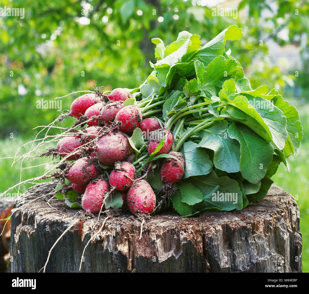 Fresh radishes two with tops on a wooden stump sunny day. Stock Photo
