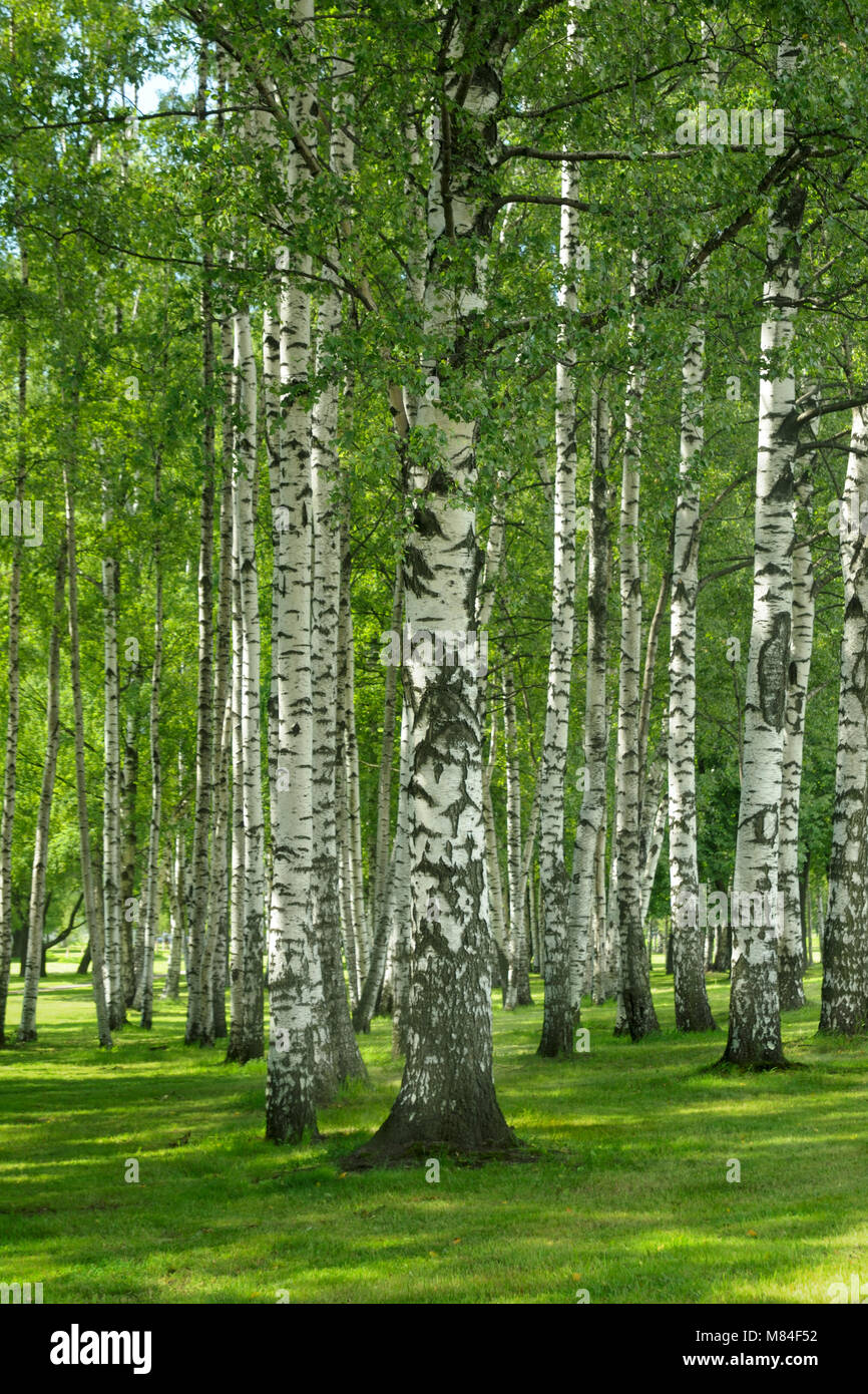 Birchwood forest in a summer day Stock Photo - Alamy