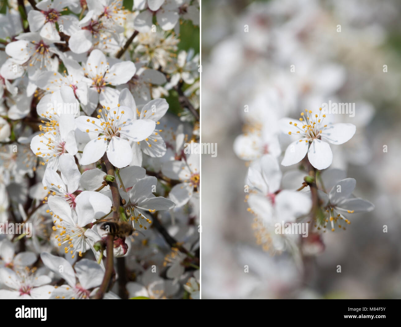 depth of field, comparison of two photos Stock Photo