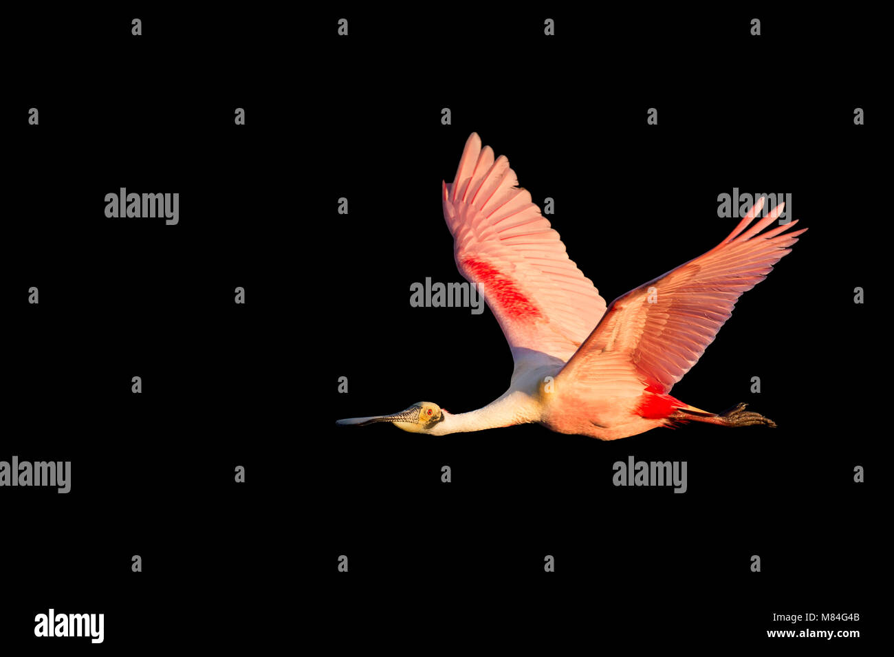 An adult Roseate Spoonbill flies in front of a solid black background ...