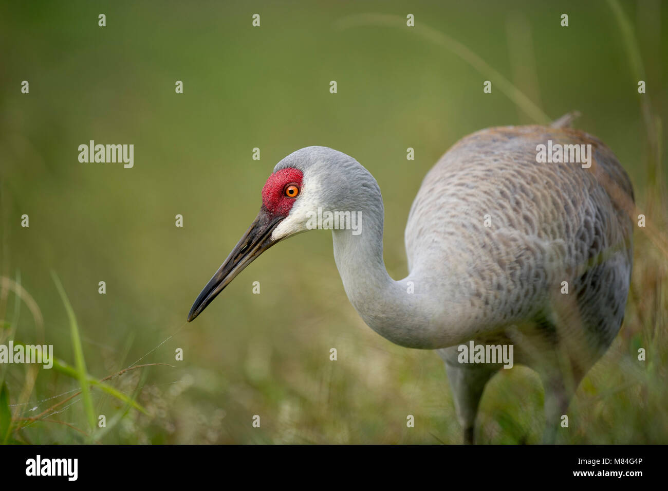 A Sandhill Crane stands low in green grass with a thin spider web stretched from its beak to the grass with a smooth green background. Stock Photo
