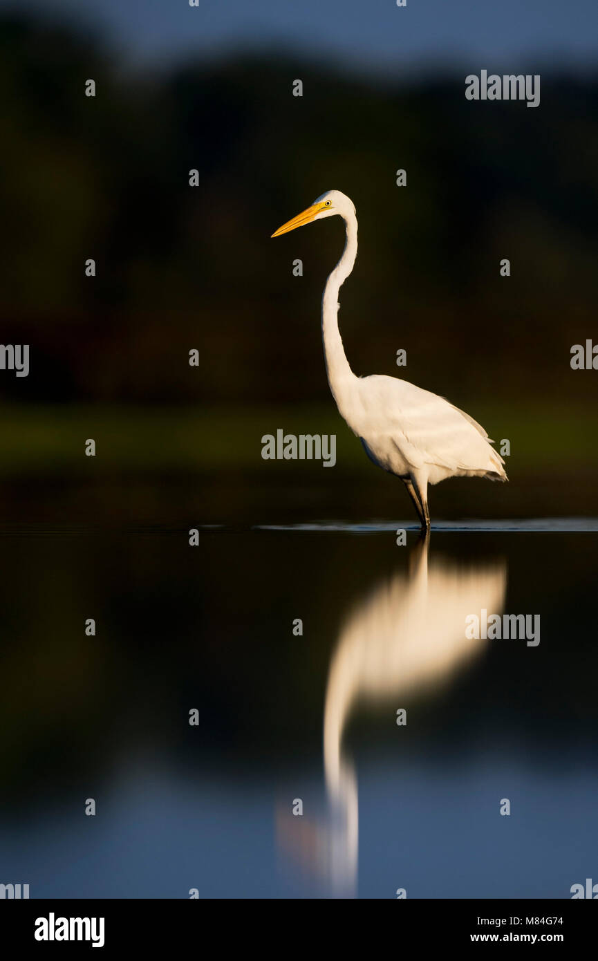 A Great Egret wades in the shallow water with the early morning sun shining on it with a dark background. Stock Photo