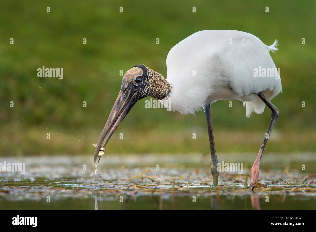 A large white Wood Stork wades in the shallows and captures two minnows at once in its large beak. Stock Photo