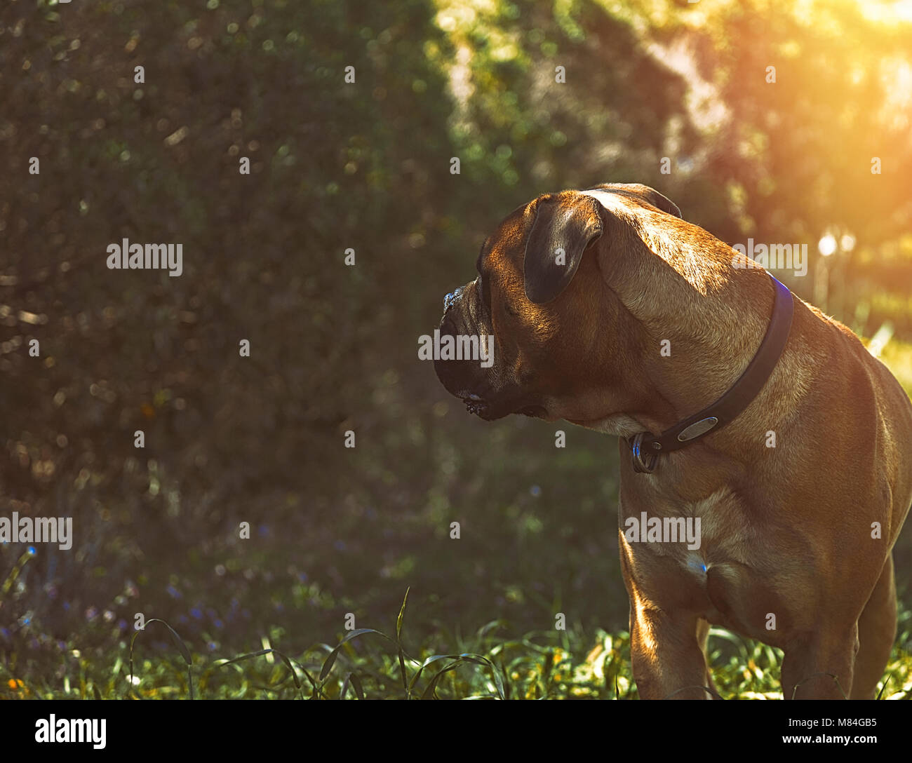 Bullmastiff Dog . Stock Image. A beautiful  red fawn Bullmastiff standing on the lawn. Stock Photo