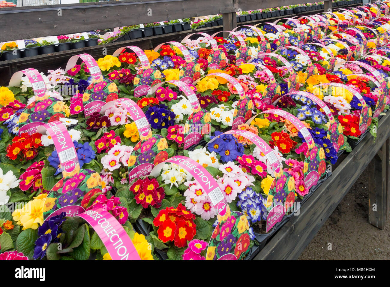 Garden Centre display of Multi-coloured Primroses for sale as bedding plants for spring planting label showing prices £6.99 per box of six plants Stock Photo