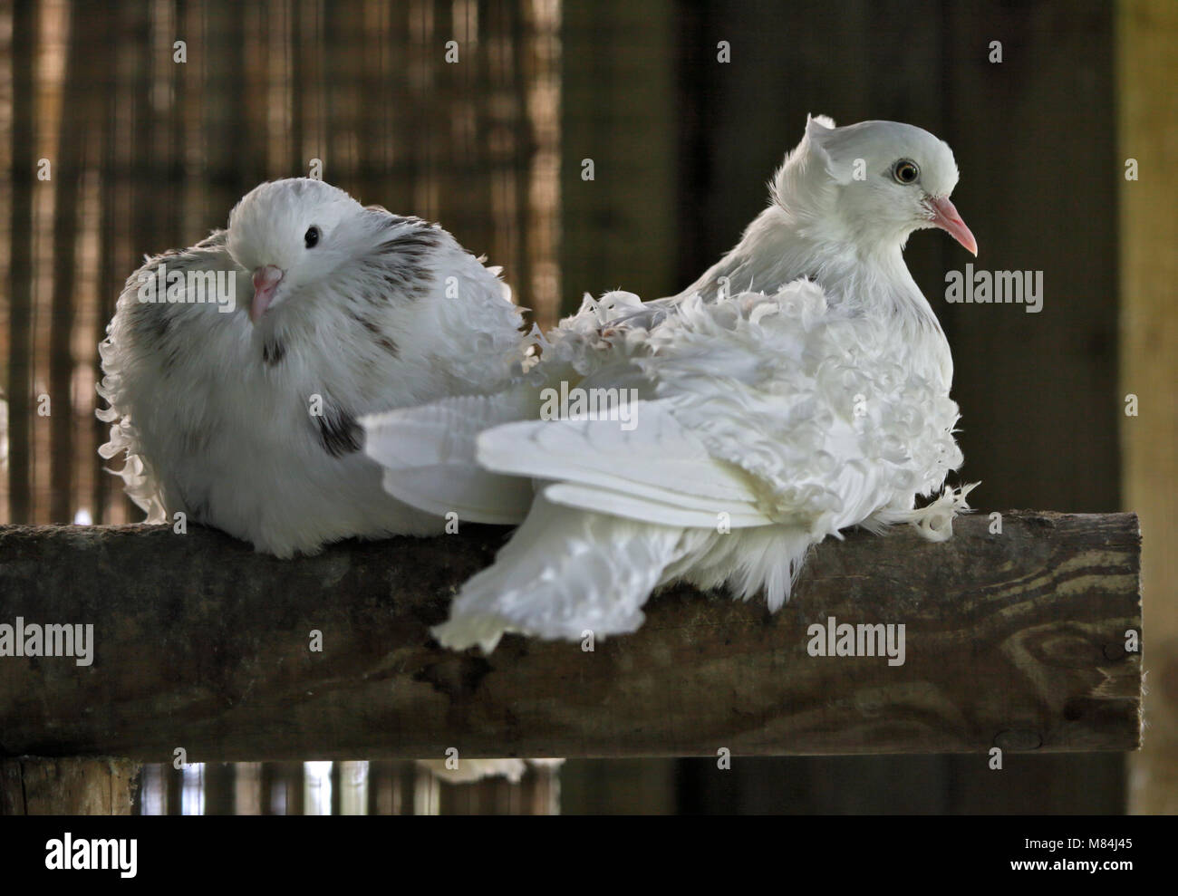 White fancy pigeon hi-res stock photography and images - Alamy