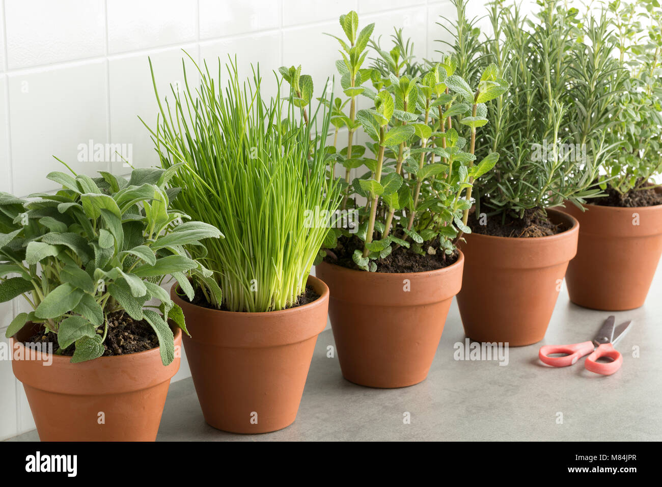 Row of brown terracotta pots with fresh green kitchen herbs, sage,mint,rosemary,oregano and chives Stock Photo