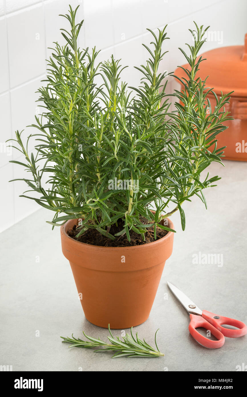 Brown terracotta pot with fresh italian rosemary and cut twig Stock Photo