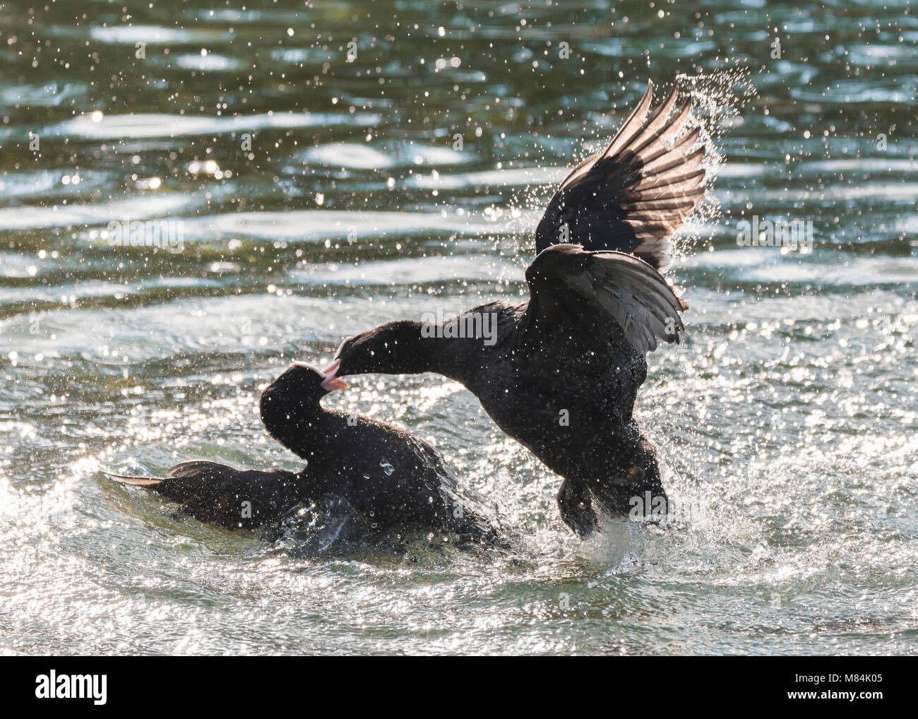 Pair of Eurasian Coots (Fulica atra) in water in a confrontation, having a fight in a lake in the UK. Stock Photo