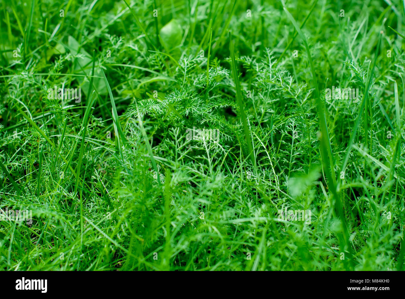 Nature background. Green grass macro close up Stock Photo - Alamy