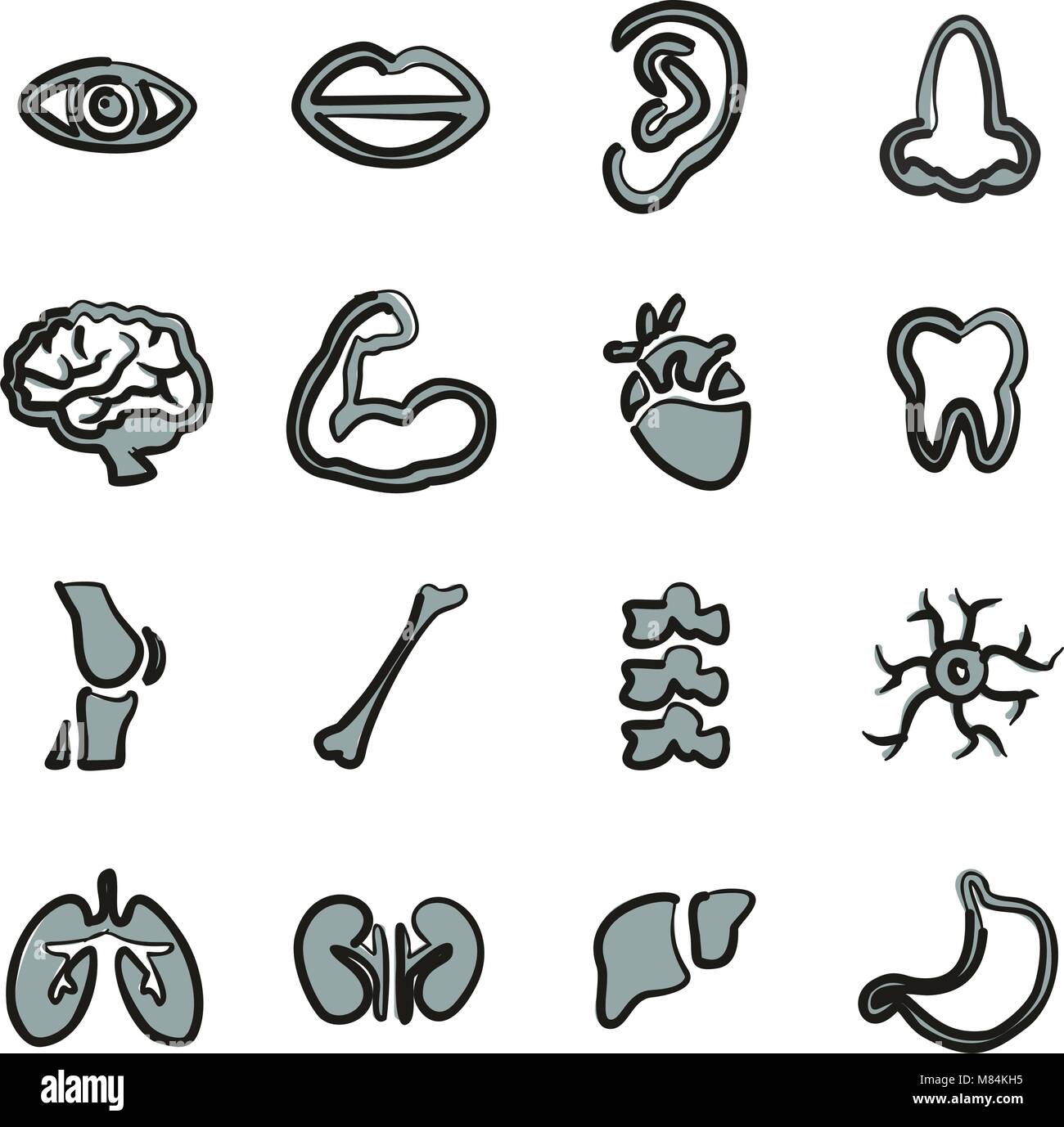 Human Anatomy Icons Freehand 2 Color Stock Vector Image & Art - Alamy